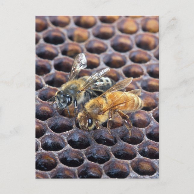 Postal Abejas del panal (Anverso)