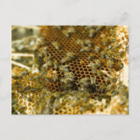 Abejas En Colmena, Cabo Occidental, Sudáfrica