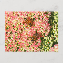 Postal Abejas en la Alegría del Sedum del Otoño.