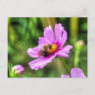 Postal Abejorro en Cosmos Rosa