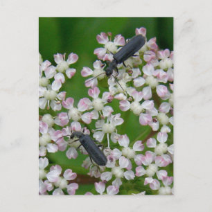 Postal Abetos en flores de Angélica, isla Unalaska