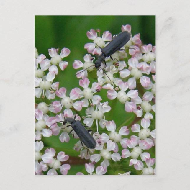 Postal Abetos en flores de Angélica, isla Unalaska (Anverso)