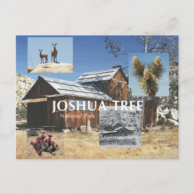 Postal ABH Joshua Tree (Anverso)
