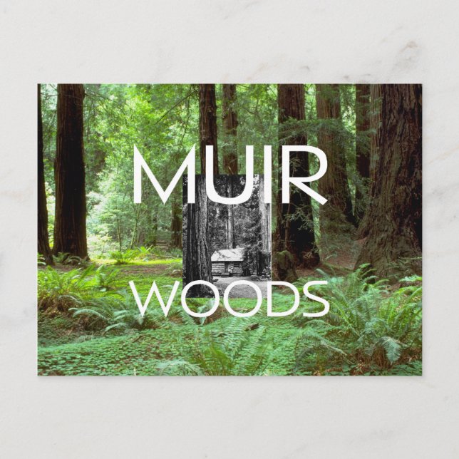 Postal ABH Muir Woods (Anverso)