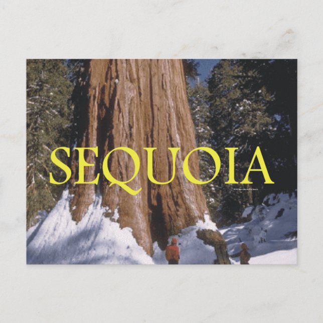 Postal ABH Sequoia (Anverso)