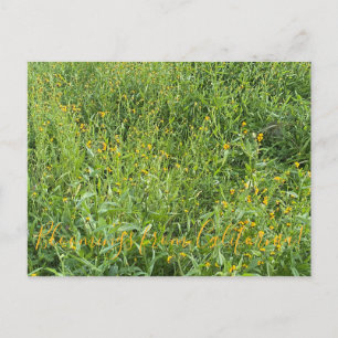 Postal aBlooming California: Fiddlenecks