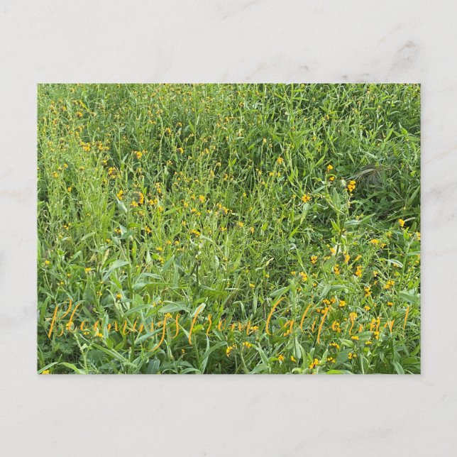 Postal aBlooming California: Fiddlenecks (Anverso)