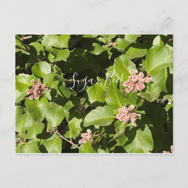 Postal ABloomingCalifornia: ¡Abeja de azúcar! (Anverso)