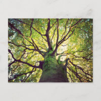 Abrazo de árbol