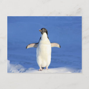 Postal abrazo de baile feliz de pingüino