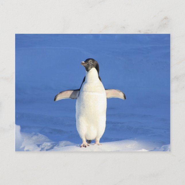 Postal abrazo de baile feliz de pingüino (Anverso)