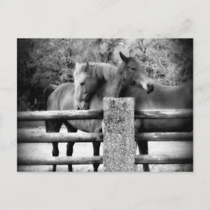 Postal Abrazo de caballos - Fotografía de amor a caballos