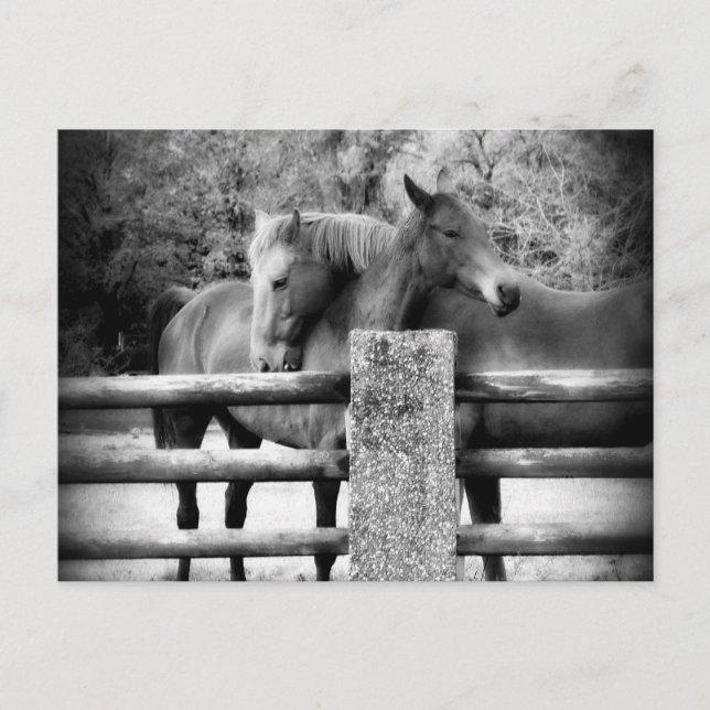 Postal Abrazo de caballos - Fotografía de amor a caballos (Anverso)