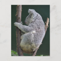 abrazo de koala