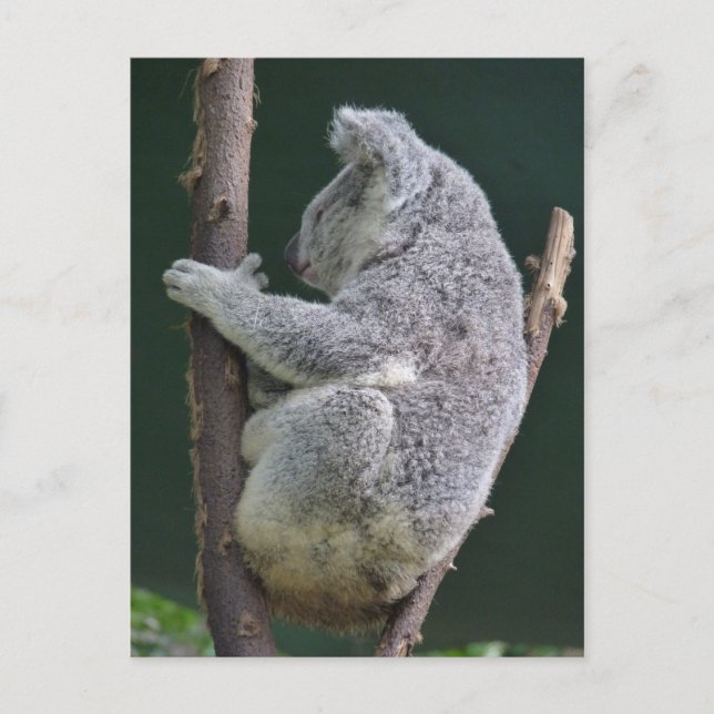 Postal abrazo de koala (Anverso)