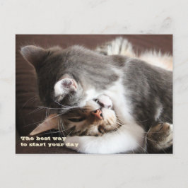 Postal Abrazo divertido del apretón de los gatos