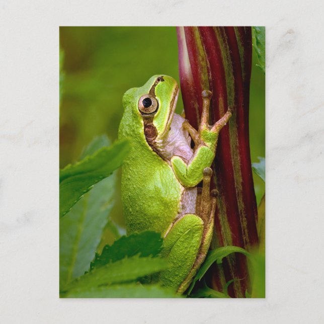 Postal Abrazo esmeralda (Anverso)