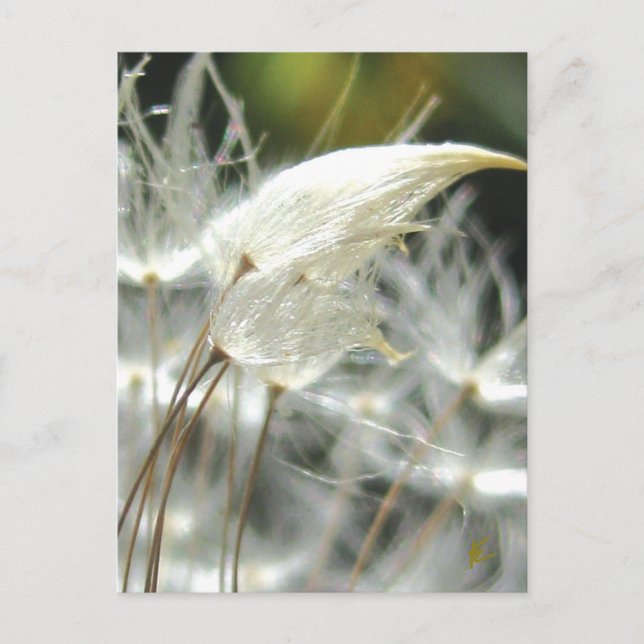 Postal Abrazo romántico Dandelion Seed (Anverso)