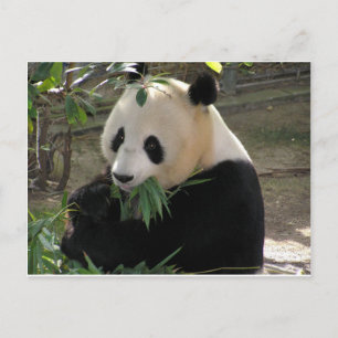 Postal Abrazos de Oso Panda