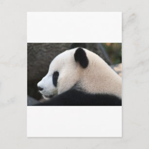 Postal Abrazos de Oso Panda