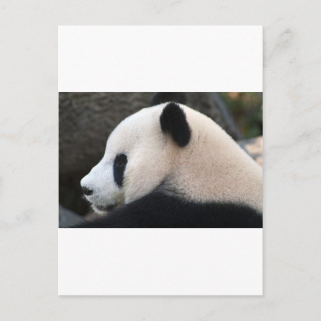 Postal Abrazos de Oso Panda (Anverso)