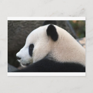 Postal Abrazos de Oso Panda