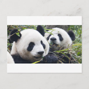 Postal Abrazos de Oso Panda