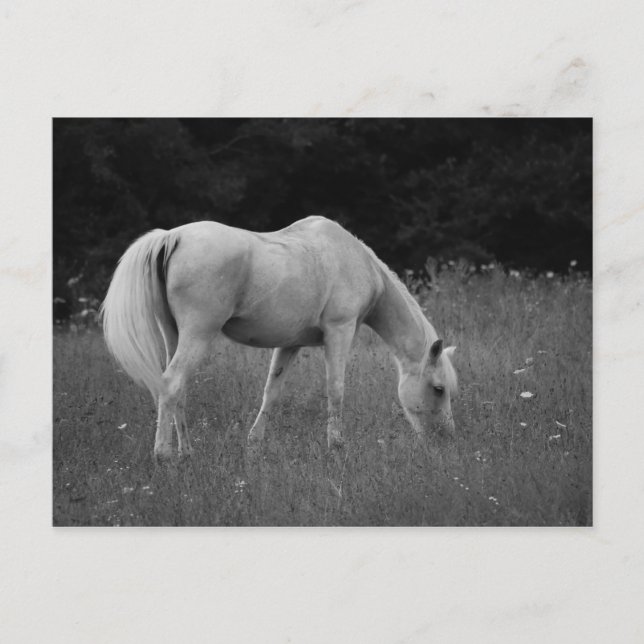 Postal Abril el árabe (Anverso)