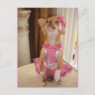 postal absolutamente linda de la chihuahua