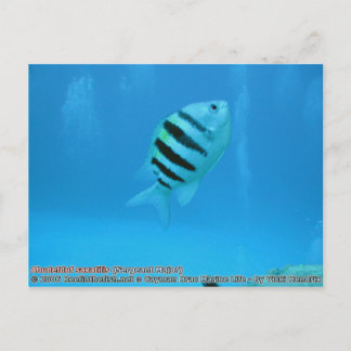 Postal Abudefduf saxatilis (Sargento Mayor)