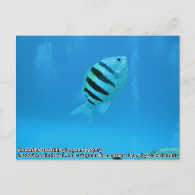 Postal Abudefduf saxatilis (Sargento Mayor) (Anverso)