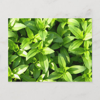 Postal Abundant Groundcover