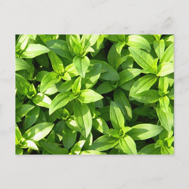 Postal Abundant Groundcover (Anverso)