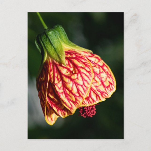 Postal Abutilon Biltmore Ballgown (Anverso)
