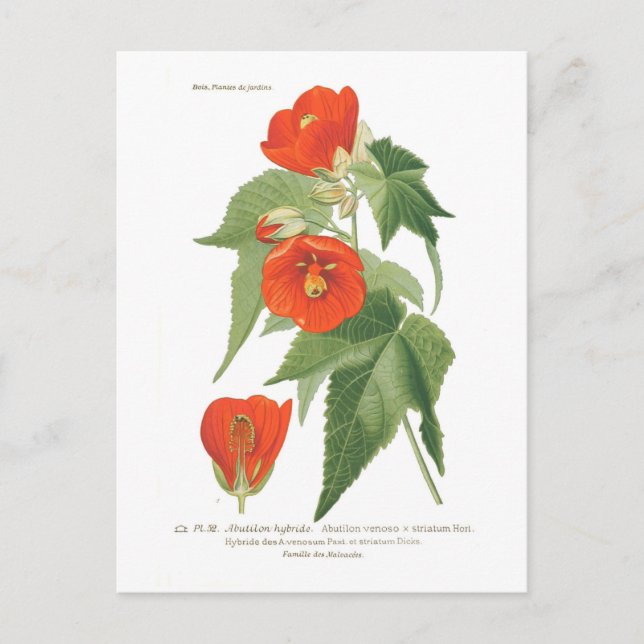Postal Abutilon venoso x striatum (Anverso)