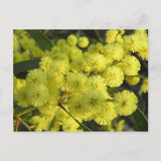 Postal Acacia dorada