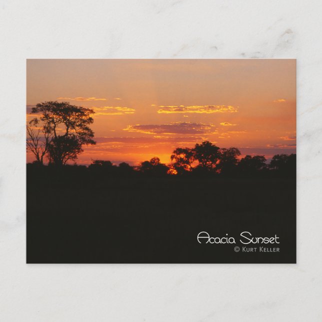 Postal Acacia Sunset (Anverso)
