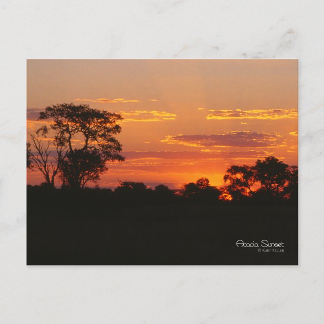 Postal Acacia Sunset (Anverso)