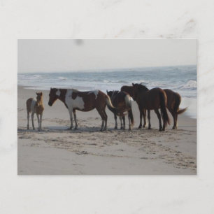 Postal Acampando en la isla de Assateague