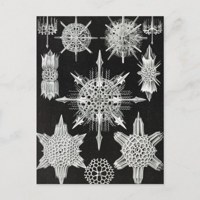 Postal Acanthophracta, animal acuático de Wunderstrahling (Anverso)