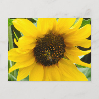 Postal Accented Busy Bee
