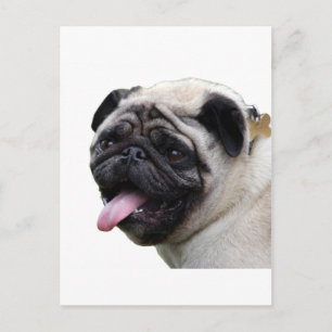 Postal Accesorios de fotos Pug en blanco para manipular, 