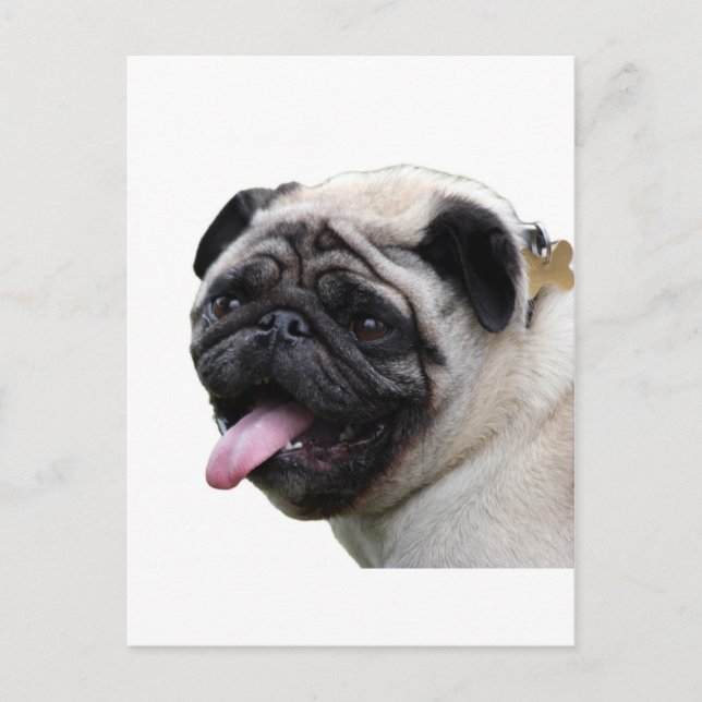 Postal Accesorios de fotos Pug en blanco para manipular,  (Anverso)