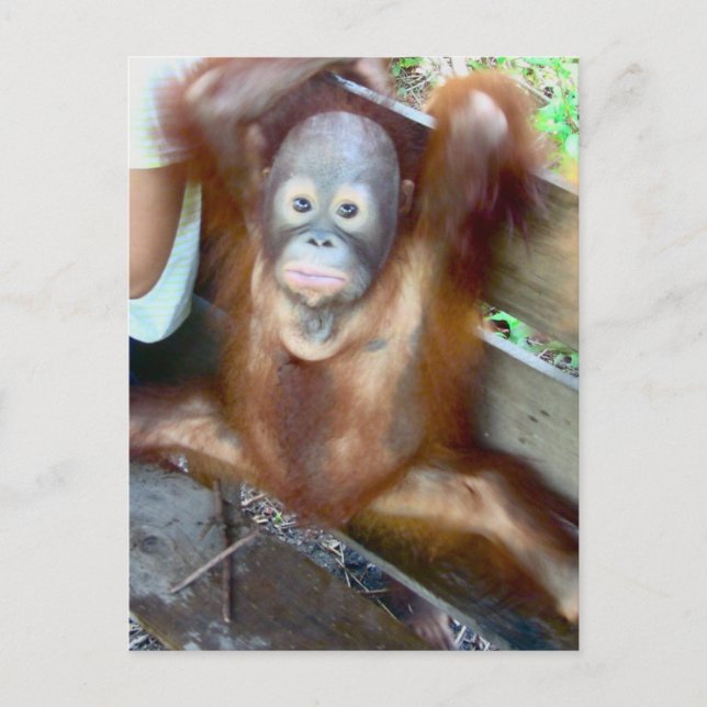 Postal Accidente de potestad para bebés de animales (Anverso)