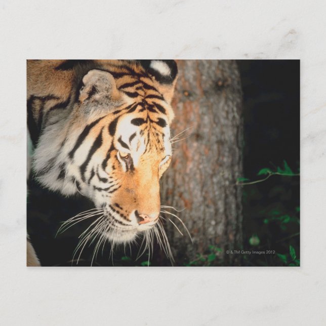 Postal Acecho de tigres (Anverso)
