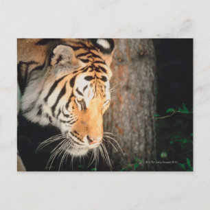 Postal Acecho de tigres