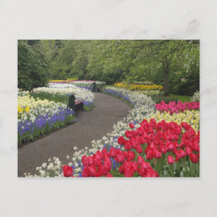 Postal Acera a través de tulipanes, narcisos, y