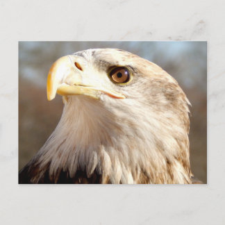 Postal Acerca del águila calva