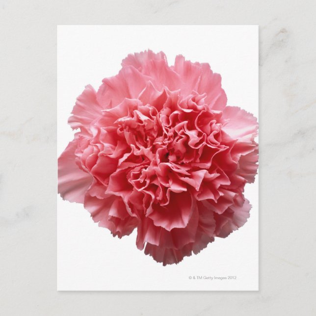 Postal Acercamiento a la atención de la carnación rosa (Anverso)