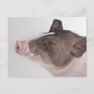 Postal Acercamiento de la cabeza de un lechón, sonriendo